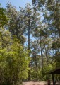 1225-1309 WA Karri forest (251904)